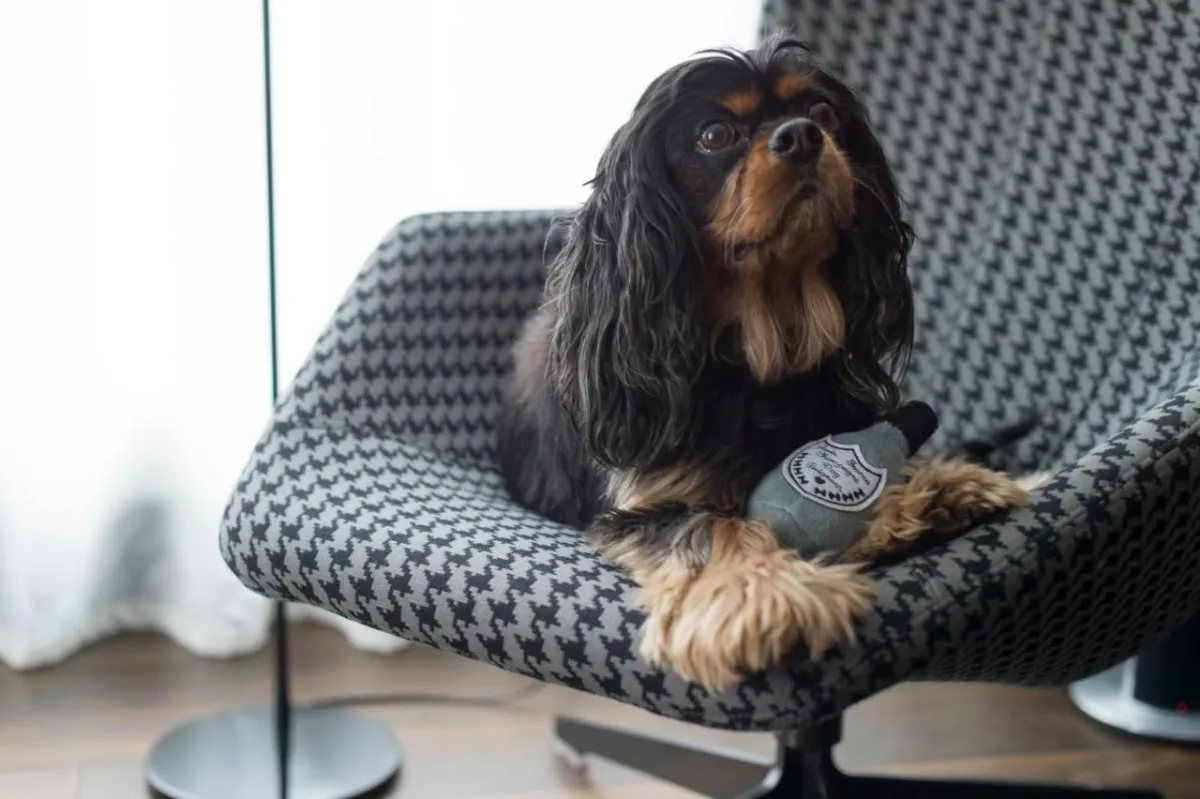 Walk your furry friends in the city