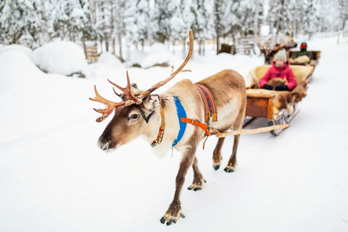 Lapland, Finland with a reindeer sleigh