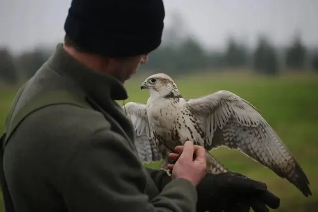 Get up close   personal with birds of prey