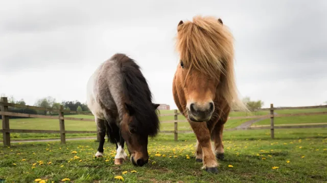 Spend time with the resident ponies