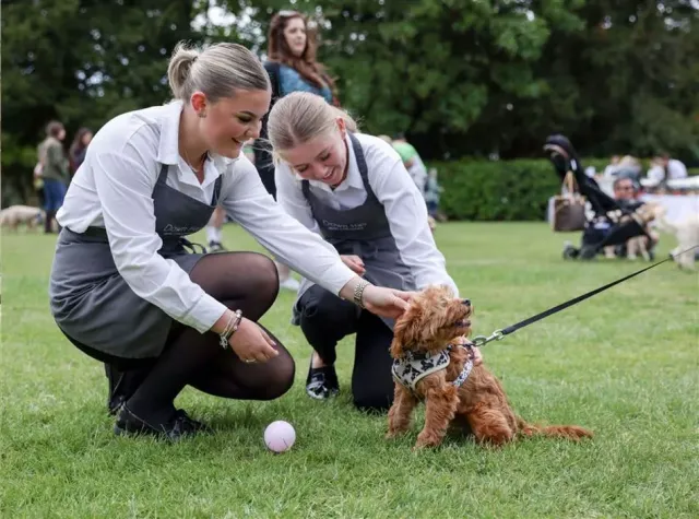 Bring your beloved pets with on holiday