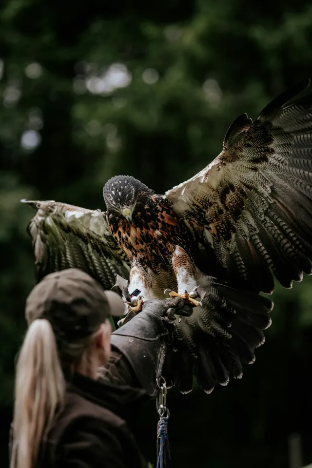 Get up close   personal with birds of prey