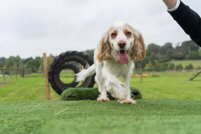 The hotel s very own dog agility course