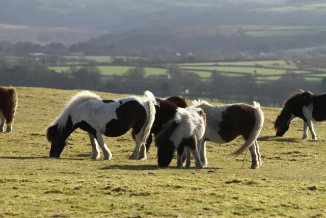 Explore 11 acres of charming countryside