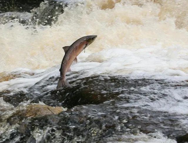 Get closer to local Scottish wildlife