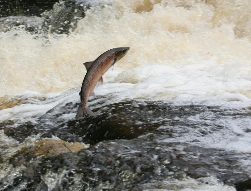 Get closer to local Scottish wildlife